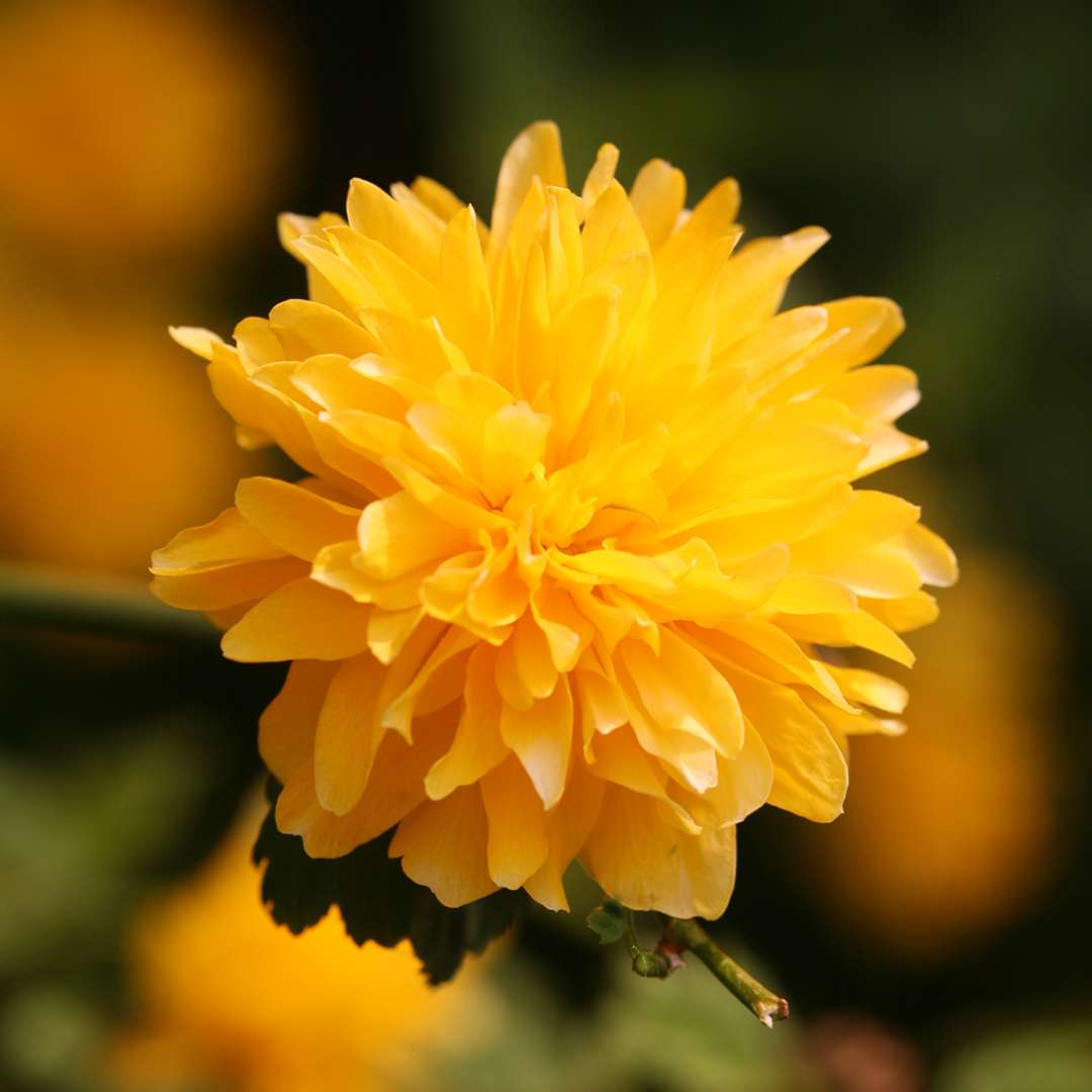 Close up of multi petaled Kerria Pleniflora bloom